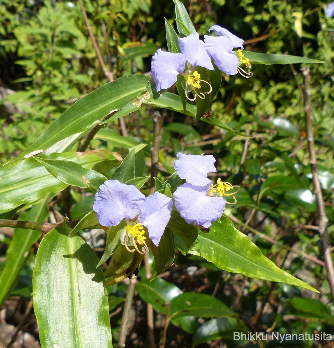 Commelina undulata R.Br.